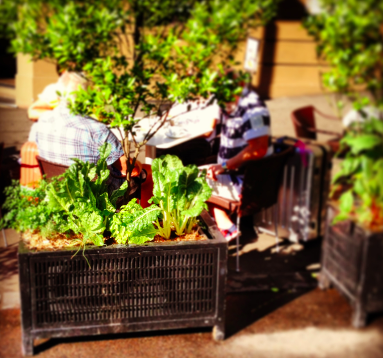 Community Gardens: how to grow it local!